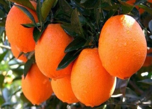 什么地方的橙子最好吃又甜