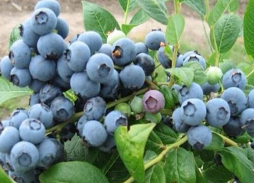 宠物狗狗可以吃蓝莓吗