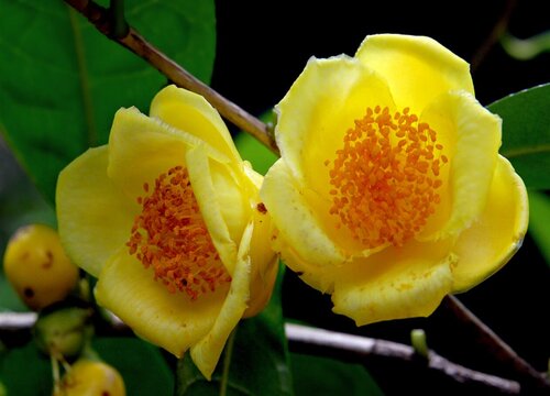 金茶花什么季节种植最好 金茶花的种植时间和方法
