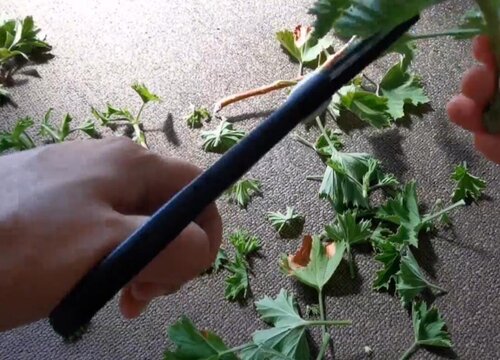 南非菊怎么修剪 修剪方法与注意要点