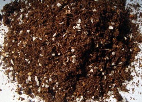 泥炭土土怎么配 泥炭土种花怎么配土（配比比例）