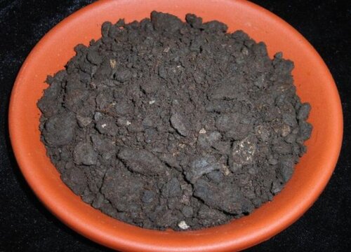养花用的泥炭土是什么土壤 泥炭土在哪里可以找到
