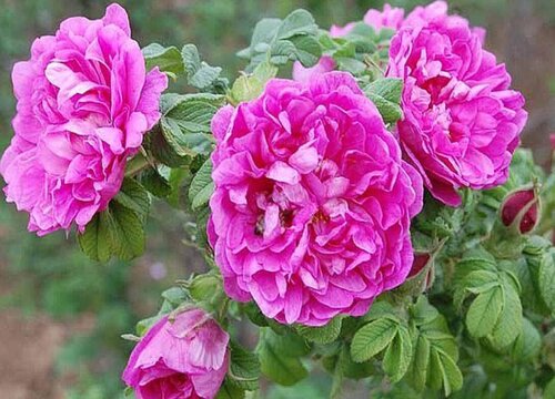 可食用玫瑰花品种有哪些 推荐食用玫瑰花种类及图片