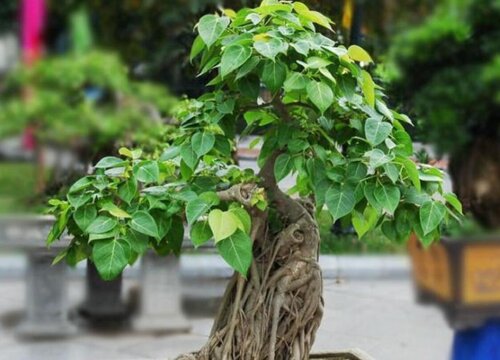 菩提树盆栽养殖方法图片