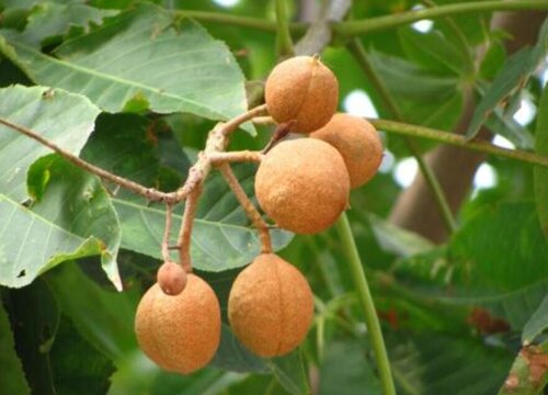 七叶树果实怎么吃去苦（蒸煮）食用的功效与作用
