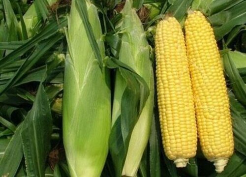 甜玉米一年可以种几次 种多久可以收获