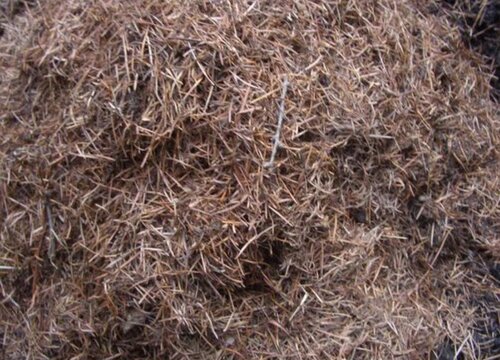松针土的配制方法（自制松针营养土的土和松针比例是多少）
