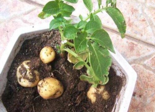 土豆开花有毒吗 在室内养着有毒吗