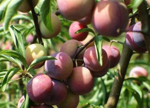 西梅是哪里产的水果 西梅的产地在我国什么地方