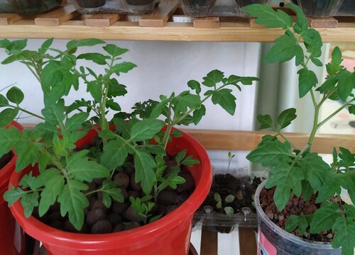 小番茄种子怎么种植
