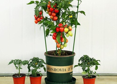盆栽小番茄多久开花结果 开花后多久结果