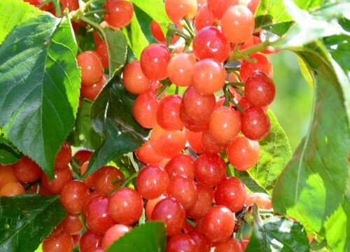 尿酸高吃什么水果最好 吃什么水果降低尿酸最快