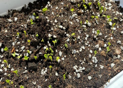 甘蓝种子催芽方法 浸种催芽育苗的方法与步骤