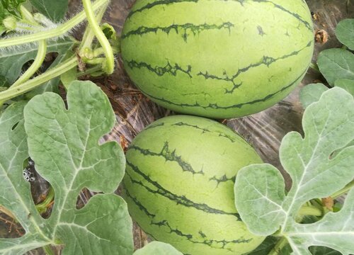 露天西瓜种植技术与管理方法 露地西瓜栽培技术要点