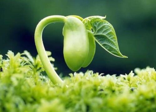 二氧化碳对植物的作用 对植物的影响