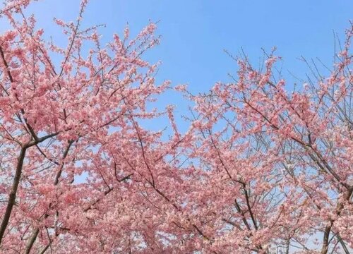 最名贵的樱花品种 什么品种观赏性最好
