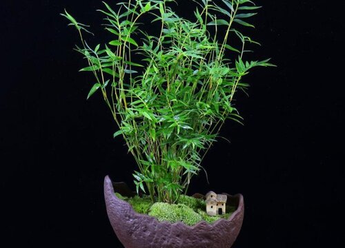 竹苗怎么栽种方法 移栽竹子的种植方法