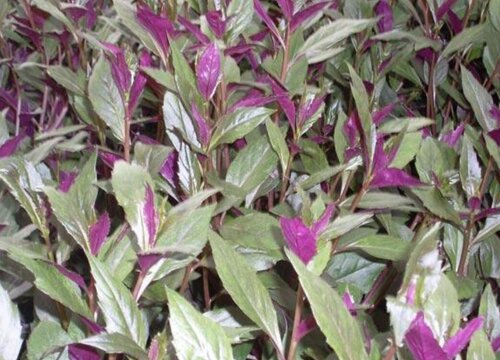 紫背菜种植时间和方法 什么时候种植好