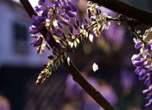 紫藤冬天落叶吗