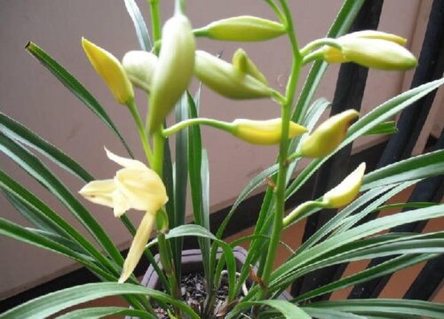 兰花适合什么温度和湿度 适宜兰花生长的最佳温度