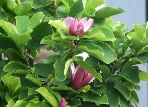 花叶榕适合在家里养吗 花叶榕的养殖方法和注意事项