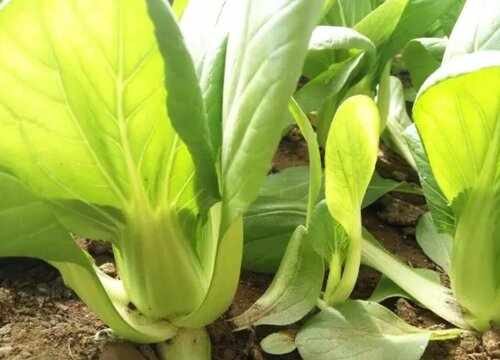 青梗菜种植时间和方法 栽种时间与种植技术