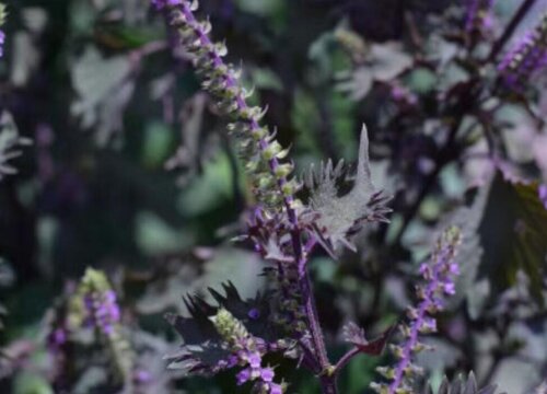紫苏开花吗 开的花是什么样子的