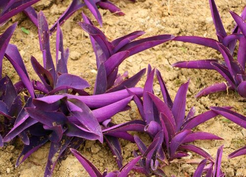 分享一款既美观又有医用价值的植物--紫竹梅