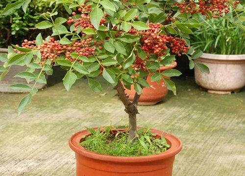 花椒树盆栽的种植方法及管理技术