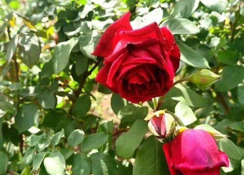 红玫瑰一年开几次花