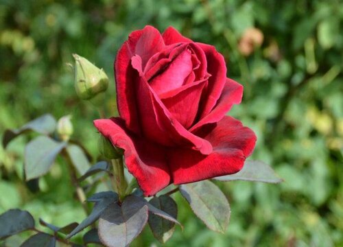 墨红玫瑰4