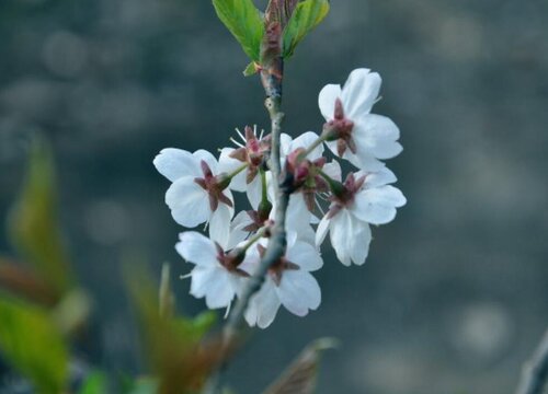 樱桃什么时候开花 开花时间是几月