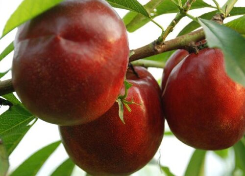 油桃什么季节成熟 属于几月份应季水果