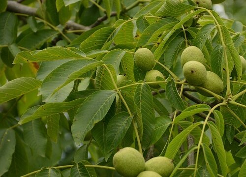 核桃几年可以挂果 核桃树种植多久会开花结果
