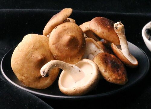 新鲜蘑菇怎样晒干保存  晒干的方法与步骤