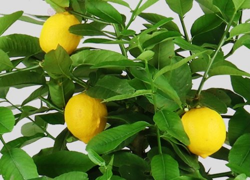 盆栽柠檬树应该如何修剪