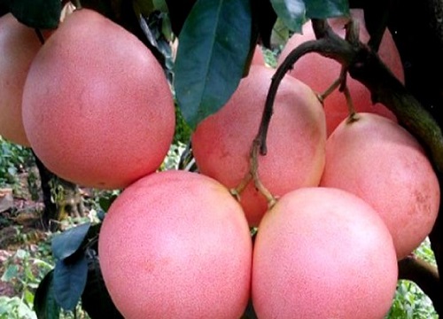 三红蜜柚亩产量多少斤 一亩能产多少公斤