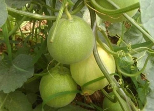 大棚甜瓜种植技术与管理方法 温室大棚甜瓜栽培要点