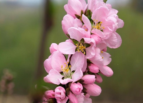 樱桃几月开花几月结果 在什么时候成熟上市