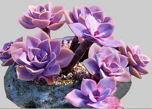 多肉紫珍珠的养殖方法和注意事项 多肉紫珍珠怎么养护
