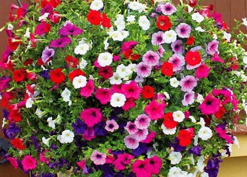 户外花箱适合种什么花 常见放在户外花箱的植物