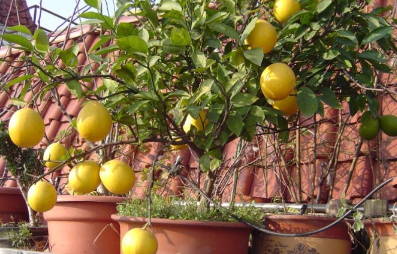 柠檬的种植方法和管理