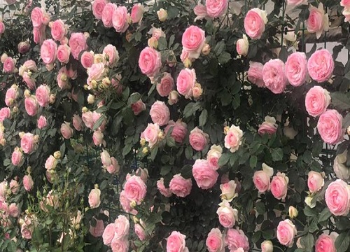 月季玫瑰花的养殖方法和注意事项