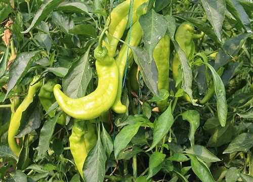 辣椒的种植技术与管理