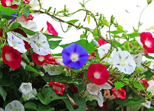 藤本花卉有哪些品种 好养的爬藤花卉名称及图片