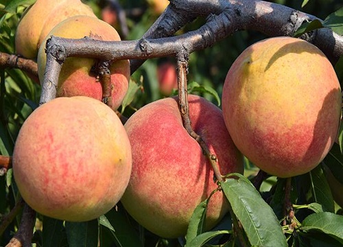 桃子品种