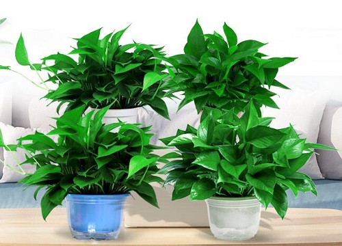 防电脑辐射的植物哪些比较好 什么绿植吸收电脑辐射最好