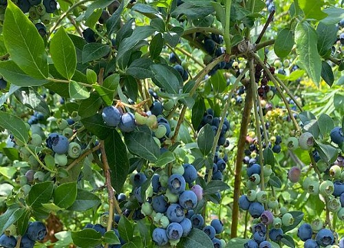 蓝莓用什么肥料