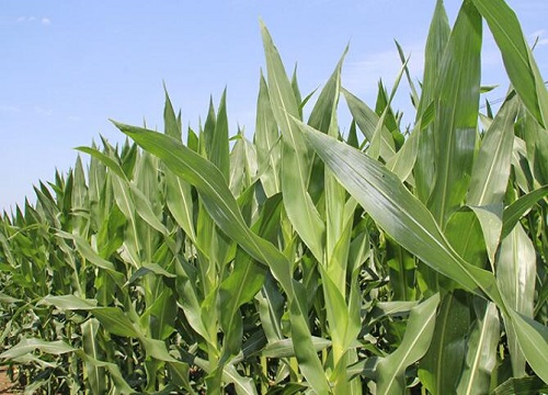 夏播玉米种子哪个品种好 早熟高产玉米品种