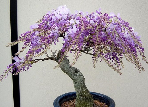 紫藤盆栽的种植方法一般用多深的盆栽种 植物说